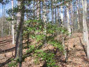 A holly tree with evergreen leaves during leaf-off in the Caney Creek Wilderness.