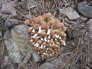 CNT clump of mushrooms