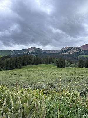 Crested Butte-Aspen lower meadow.