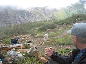 Glacier Gunsight Mountain Goat