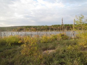 Flooded trees sticking out of McGee Lake.